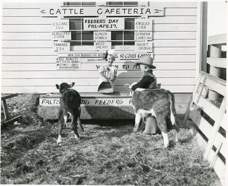 Two kids feed calfs.